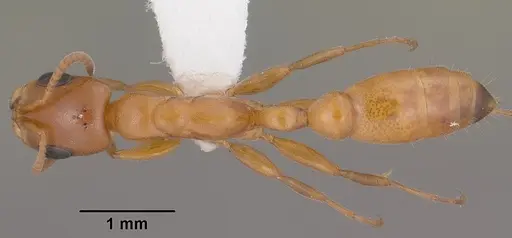 Pseudomyrmex apache - CASENT0102906