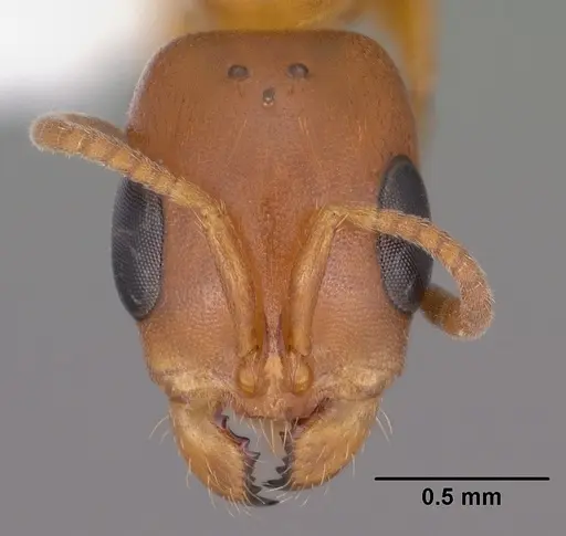 Pseudomyrmex apache - CASENT0102906