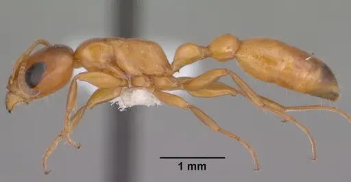 Pseudomyrmex apache - CASENT0102906