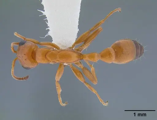 Pseudomyrmex apache - CASENT0220847
