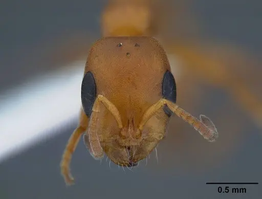 Pseudomyrmex apache - CASENT0220847