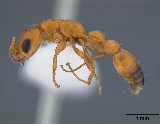 Pseudomyrmex apache - CASENT0220847