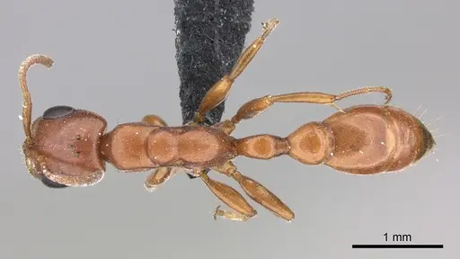 Pseudomyrmex apache - CASENT0260141