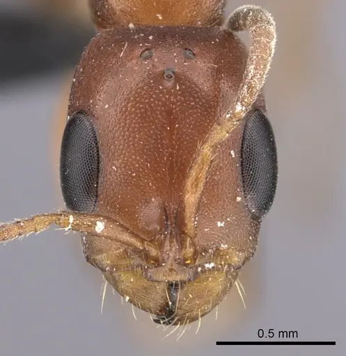 Pseudomyrmex apache - CASENT0260141