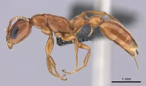 Pseudomyrmex apache - CASENT0260141
