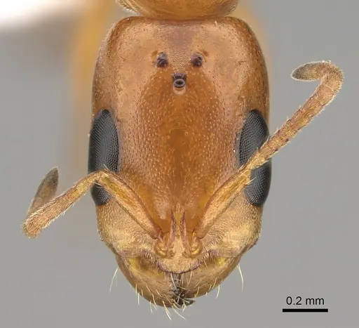 Pseudomyrmex apache - CASENT0843588