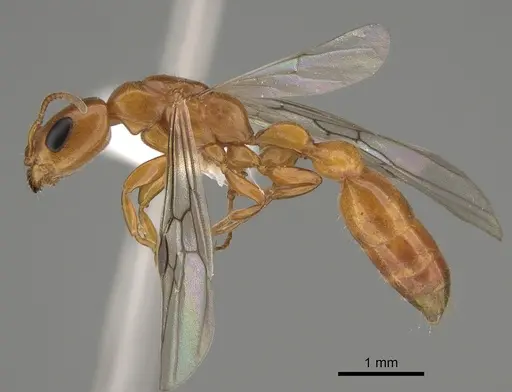 Pseudomyrmex apache - CASENT0843588