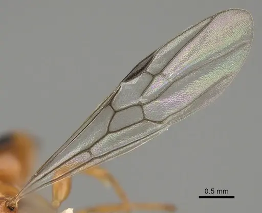 Pseudomyrmex apache - CASENT0843588