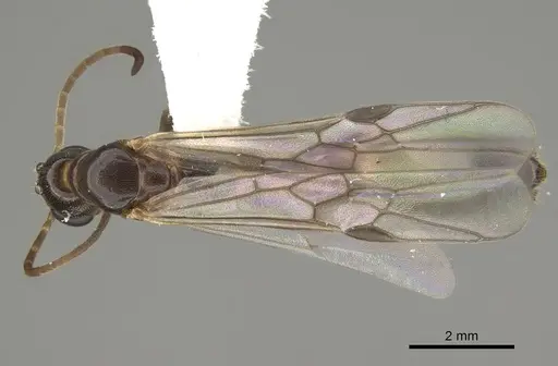 Pseudomyrmex apache - CASENT0843589