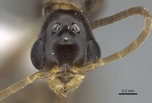 Pseudomyrmex apache - CASENT0843589
