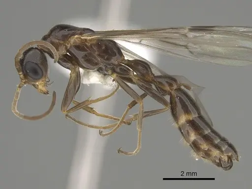 Pseudomyrmex apache - CASENT0843589