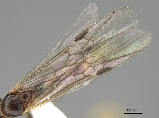 Pseudomyrmex apache - CASENT0843589