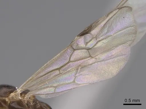 Pseudomyrmex apache - CASENT0845186