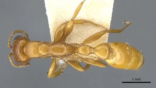 Pseudomyrmex apache - CASENT0902872