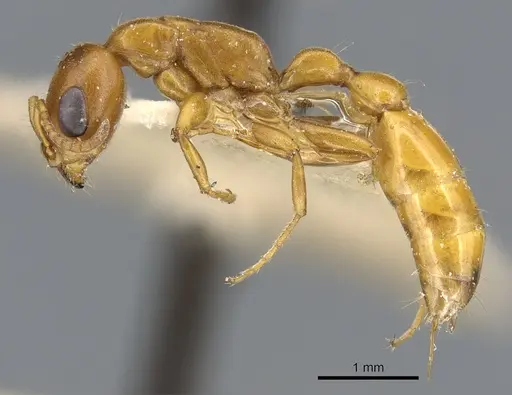 Pseudomyrmex apache - CASENT0902872