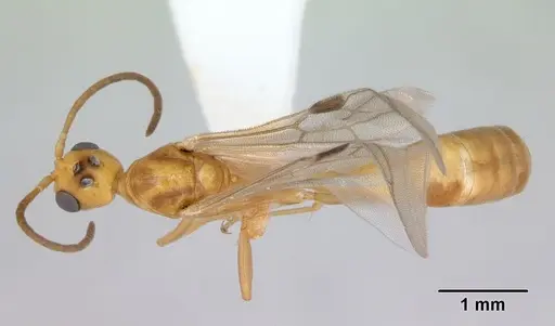 Pseudomyrmex arcanus specimen