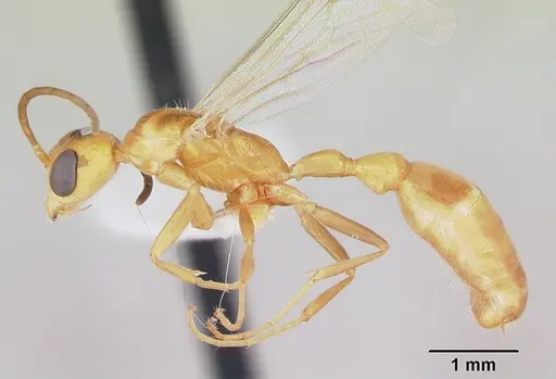 Pseudomyrmex arcanus specimen