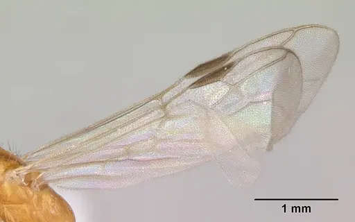 Pseudomyrmex arcanus - CASENT0103327