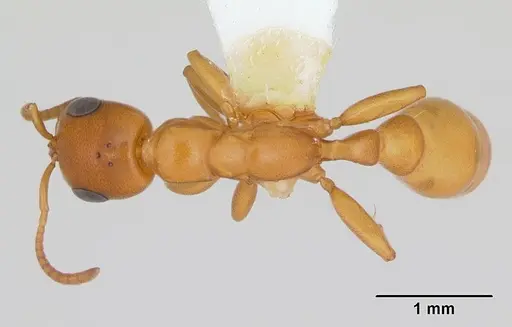 Pseudomyrmex arcanus - CASENT0173042