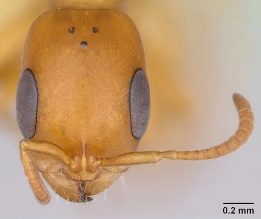 Pseudomyrmex arcanus - CASENT0173042