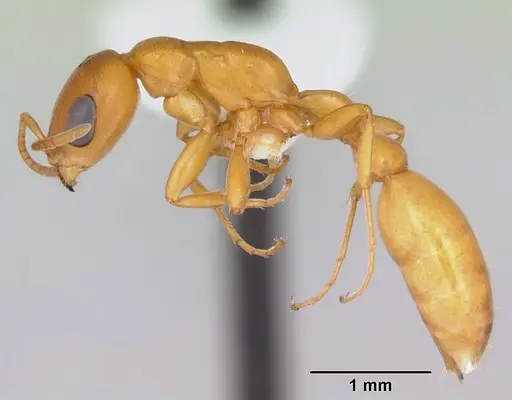 Pseudomyrmex arcanus - CASENT0173042