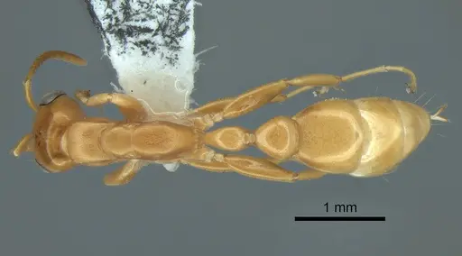 Pseudomyrmex arcanus - CASENT0863536