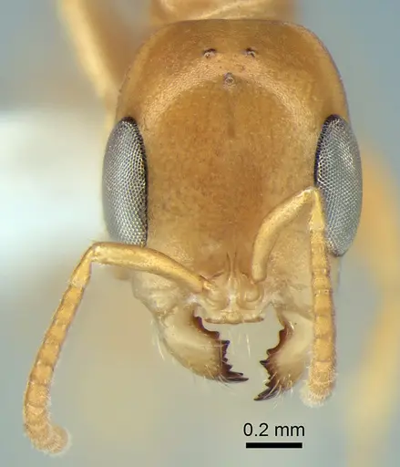 Pseudomyrmex arcanus - CASENT0863536