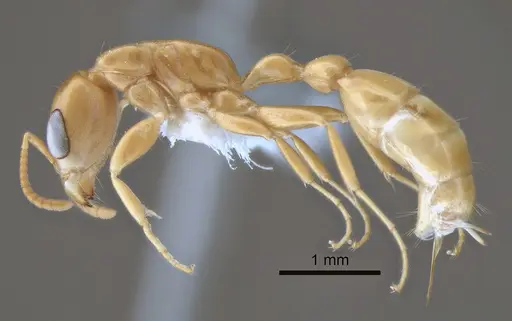Pseudomyrmex arcanus - CASENT0863536