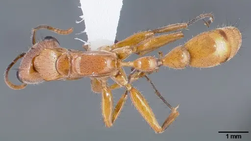 Pseudomyrmex atripes specimen