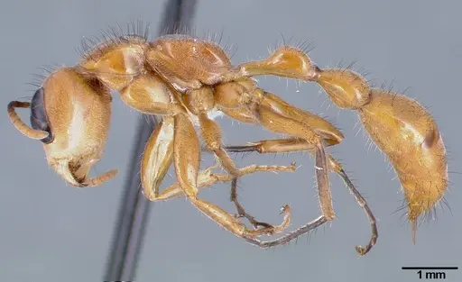 Pseudomyrmex atripes specimen