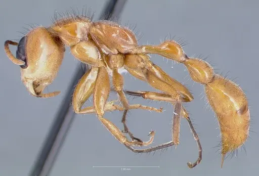 Pseudomyrmex atripes - CASENT0005833