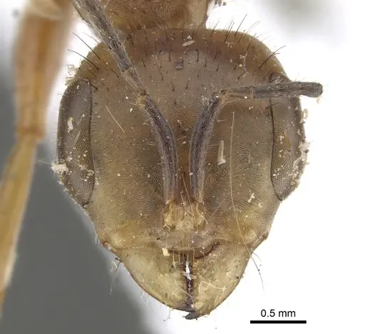 Pseudomyrmex atripes - CASENT0902847