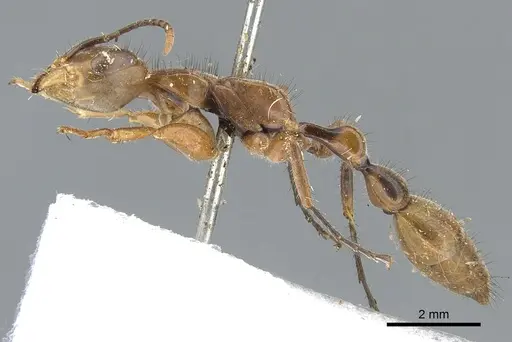 Pseudomyrmex atripes - CASENT0902847