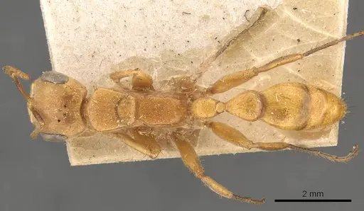 Pseudomyrmex atripes - CASENT0907479