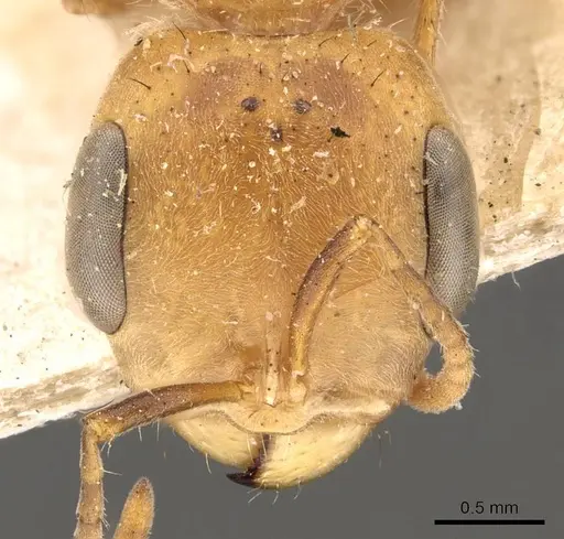 Pseudomyrmex atripes - CASENT0907479