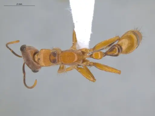 Pseudomyrmex atripes - ECOFOG-BUG-0363-02