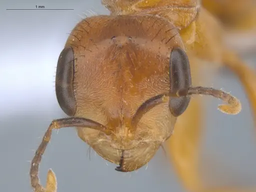 Pseudomyrmex atripes - ECOFOG-BUG-0363-02