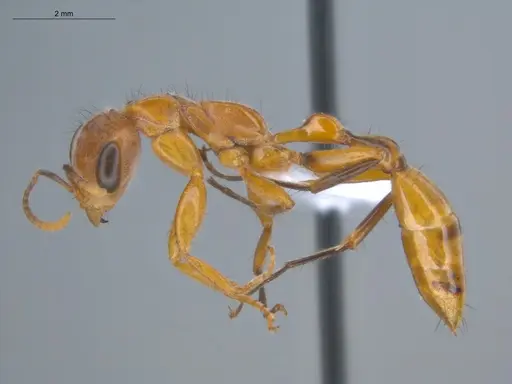 Pseudomyrmex atripes - ECOFOG-BUG-0363-02