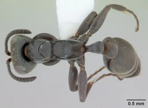 Pseudomyrmex beccarii specimen