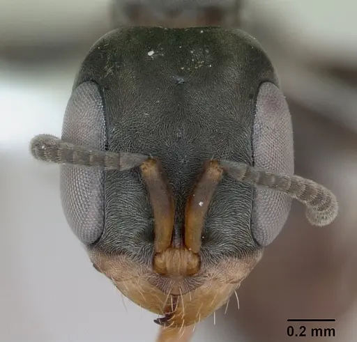 Pseudomyrmex beccarii specimen