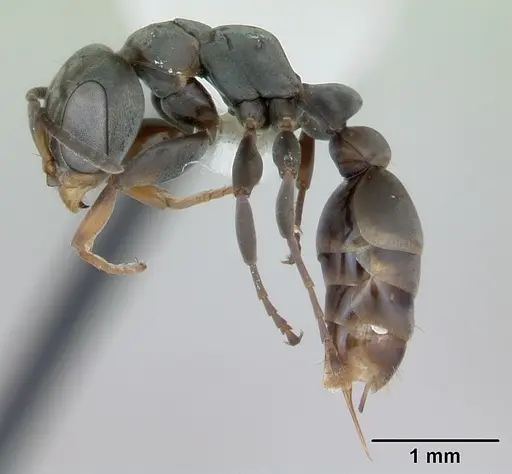 Pseudomyrmex beccarii specimen