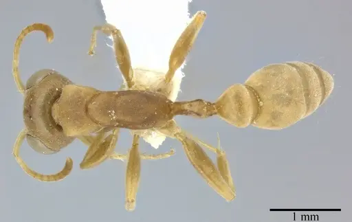 Pseudomyrmex boopis specimen