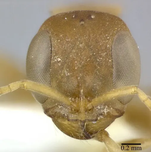 Pseudomyrmex boopis specimen