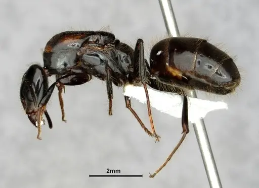 Pseudomyrmex boopis - CASENT0866052