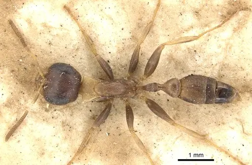 Pseudomyrmex boopis - CASENT0902868