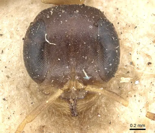 Pseudomyrmex boopis - CASENT0902868