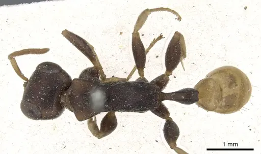 Pseudomyrmex boopis - CASENT0902869