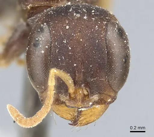 Pseudomyrmex boopis - CASENT0902869