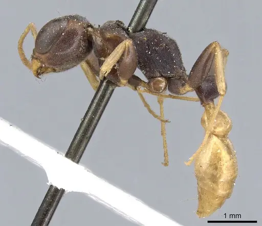 Pseudomyrmex boopis - CASENT0902869
