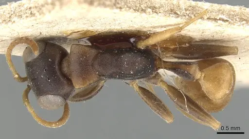 Pseudomyrmex boopis - CASENT0904048